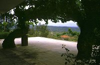 Mistra - Alte B�ume