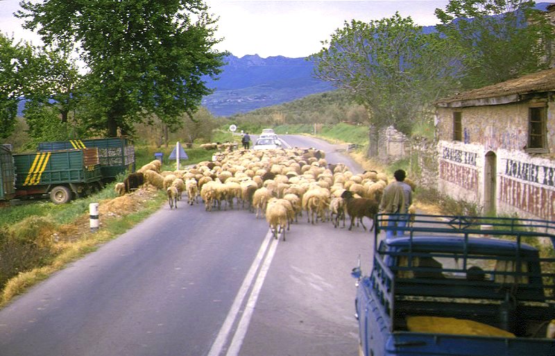 Schafherde bei Chäronia